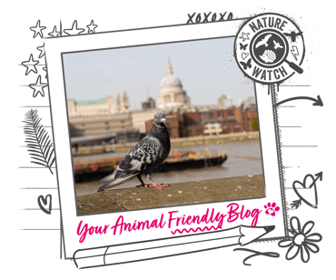 A pigeon with the London skyline behind them