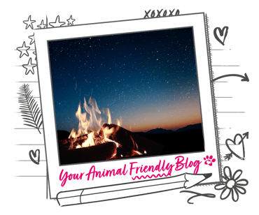A bonfire on a clear, stary night