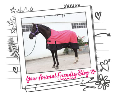 A horse in a pink horse coat