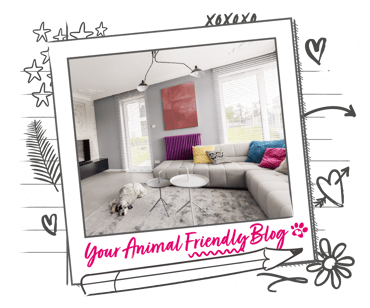 A living room with a dog, and accent colours for different items, in different colours