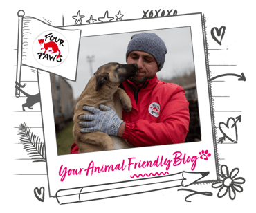 A Four Paws worker carries a dog, who is giving them a lick