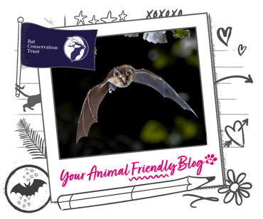 A long eared bat in flight
