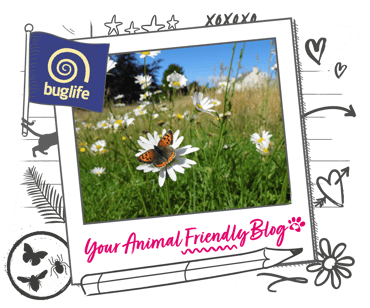 A wildflower meadow with a butterfly on a flower