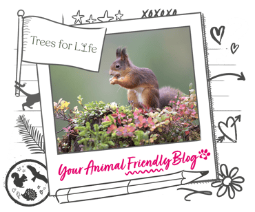A red squirrel