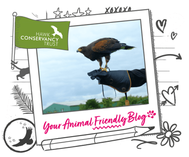 a picture of a bird of prey in a polaroid banner