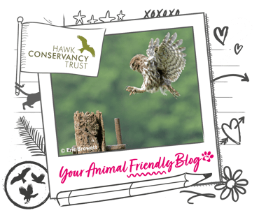 Hawk Conservancy brand logo with an owl landing on a post