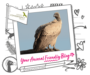 An African white backed vulture from the Hawk Conservancy Trust