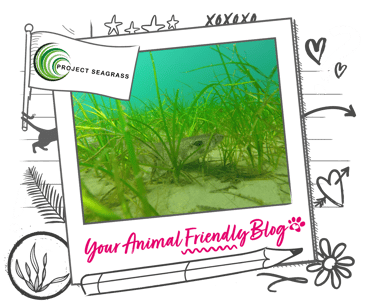 Seagrass