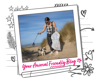 A pug with rear leg assisting wheels in on a beach litter pick