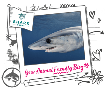 A shark