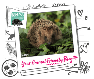 A hedgehog