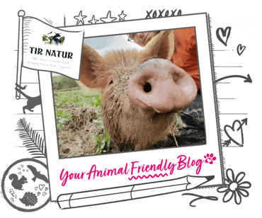 A small and large pig