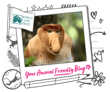 A proboscis monkey