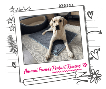 A Labrador led on an absorbent pad