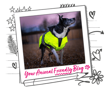 A dog wearing a hi vis jacket at night