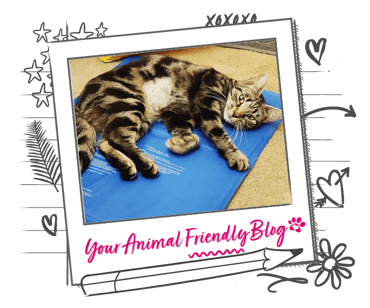 A tabby cat led on a blue mat