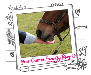 A horse sniffing at a human hand