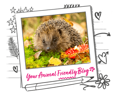 A hedgehog