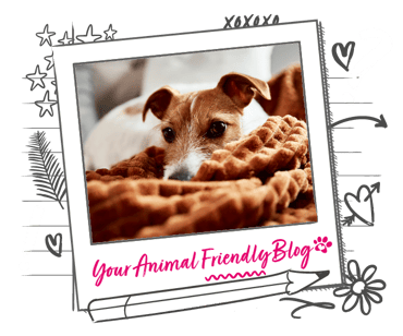 A Jack Russell Terrier on a copy orange blanket