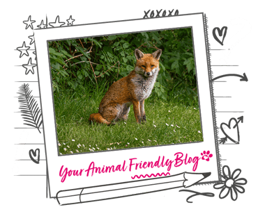 A fox sat in a garden