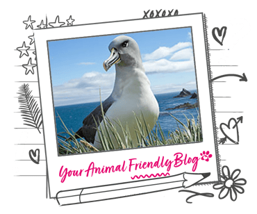 A grey headed albatross - an endangered species