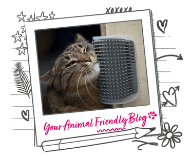 A cat rubs its face against a grooming brush on a corner