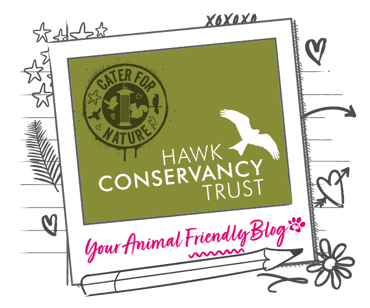Hawk Conservancy