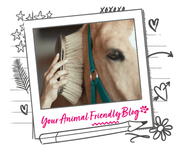 A horse receiving a brush