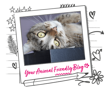 A cat flopped over looking lovingly towards the camera