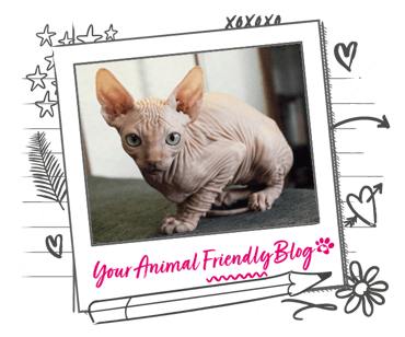 A hairless Sphynx cat - is it ugly?