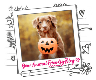 A dog holds a plastic pumpkin trick or treat basket in their mouth