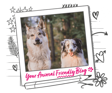 2 dogs look towards the camera