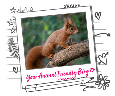 A red squirrel in a tree