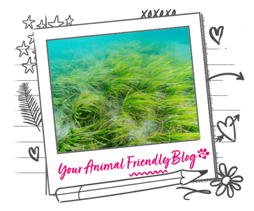 Seagrass