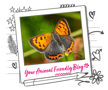 A copper butterfly