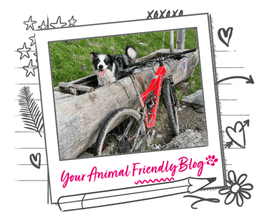 A Border Collie in a water trough next to a mountain bike