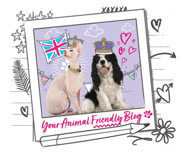 A dog and cat have illustrated crowns and Union Jack flags around them