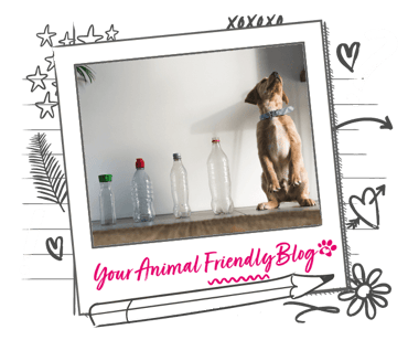 A puppy stood on it's back legs alongside a line of plastic bottles