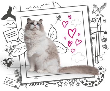 A fluffy grey and white cat flanked by illustrations