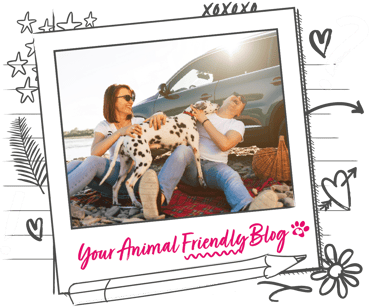 A Dalmatian in affectionately licking a man who is having a picnic