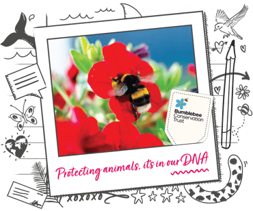A bumblebee on a red flower