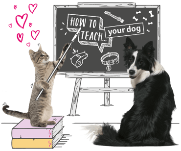 An illustrated scene of a cat trying to teach a Border Collie in a classroom setup