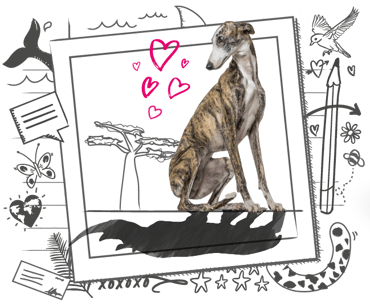 A seated dog with a rhino shadow, flanked with illustrations