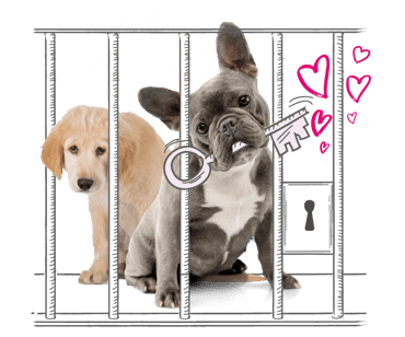 a graphic showing animals behind an illustrated bars 