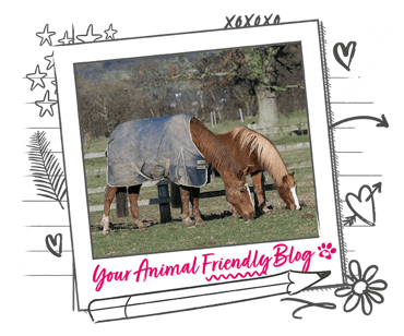 Two chestnut horses grazing in a field, one is wearing a rug.