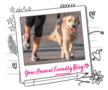 A dog and runner out for a jog on road