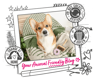 A Corgi on a chair with a green blanker with grooming products next to them