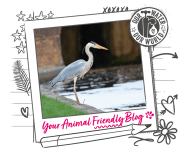 A grey Heron