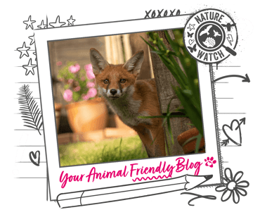 A fox is in a garden 