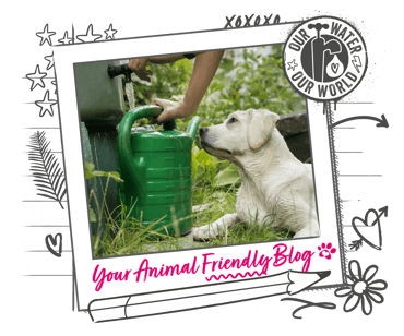 A watering can is being filled from a water butt, whilst a Labrador watches